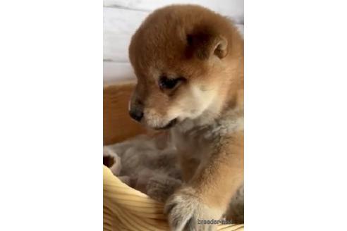 成約済の静岡県の柴犬-219001の2枚目